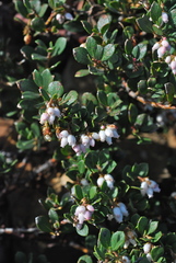 Arctostaphylos pacifica