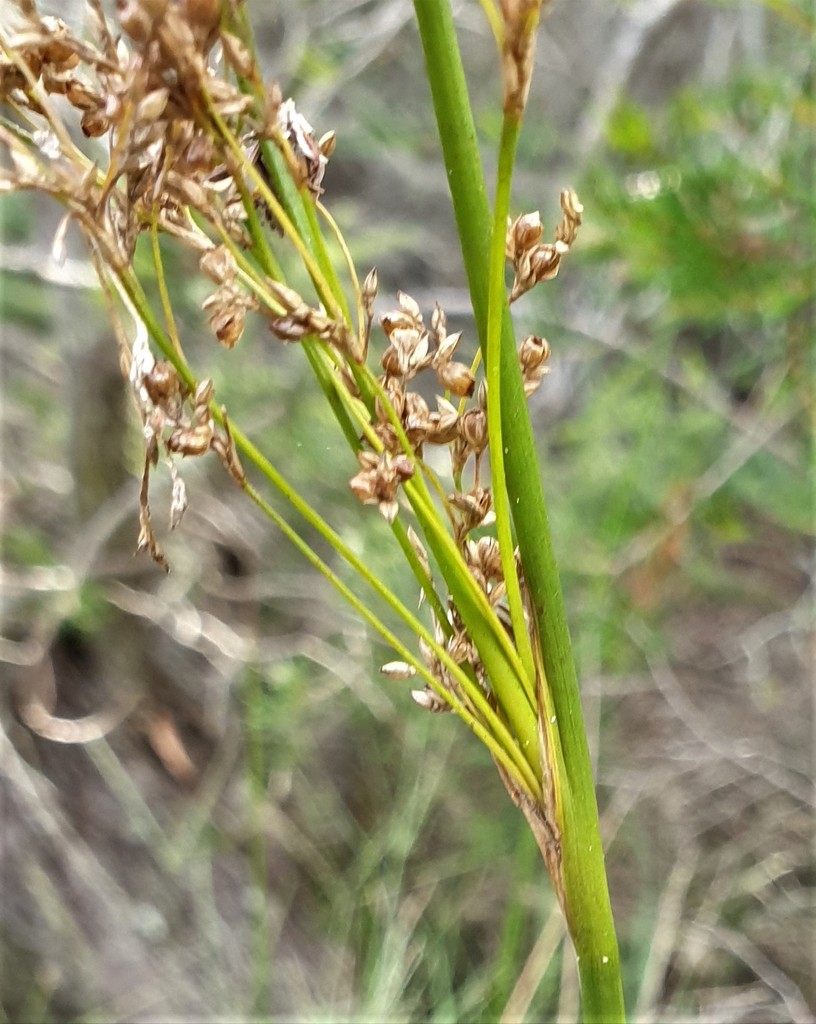 Juncus continuus (RE 12.1.1) · iNaturalist