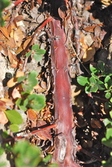 Arctostaphylos pacifica