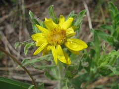 Heterotheca resinolens