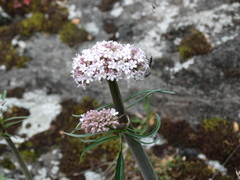 Valeriana italica