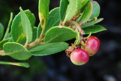 Arctostaphylos pacifica