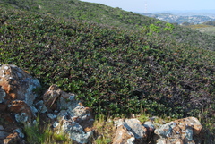 Arctostaphylos pacifica