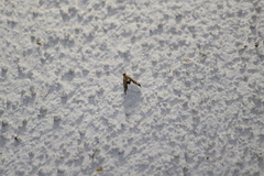 Lineodes elcodes