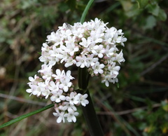 Valeriana italica
