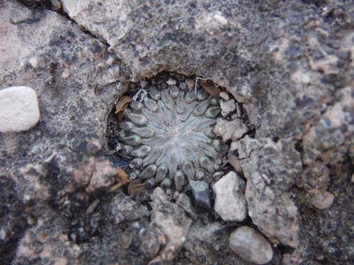 Pelecyphora aselliformis