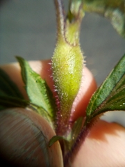 Procecidochares alani