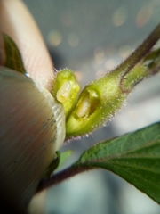 Procecidochares alani