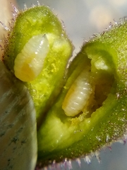 Procecidochares alani