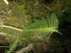 Asplenium rutaceum image