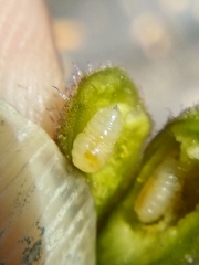 Procecidochares alani