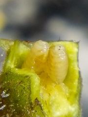 Procecidochares alani