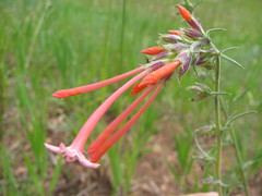Ipomopsis aggregata collina