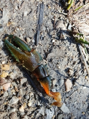 Euastacus australasiensis