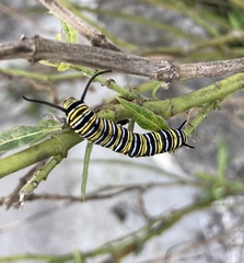 Danaus plexippus