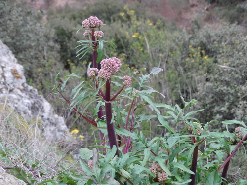 Image of Valeriana italica by (c) Kostas Zontanos, some rights reserved (CC BY)