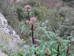 Valeriana italica