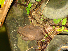 Rhinella horribilis