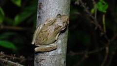 Scinax x-signatus