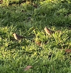 Zonotrichia leucophrys