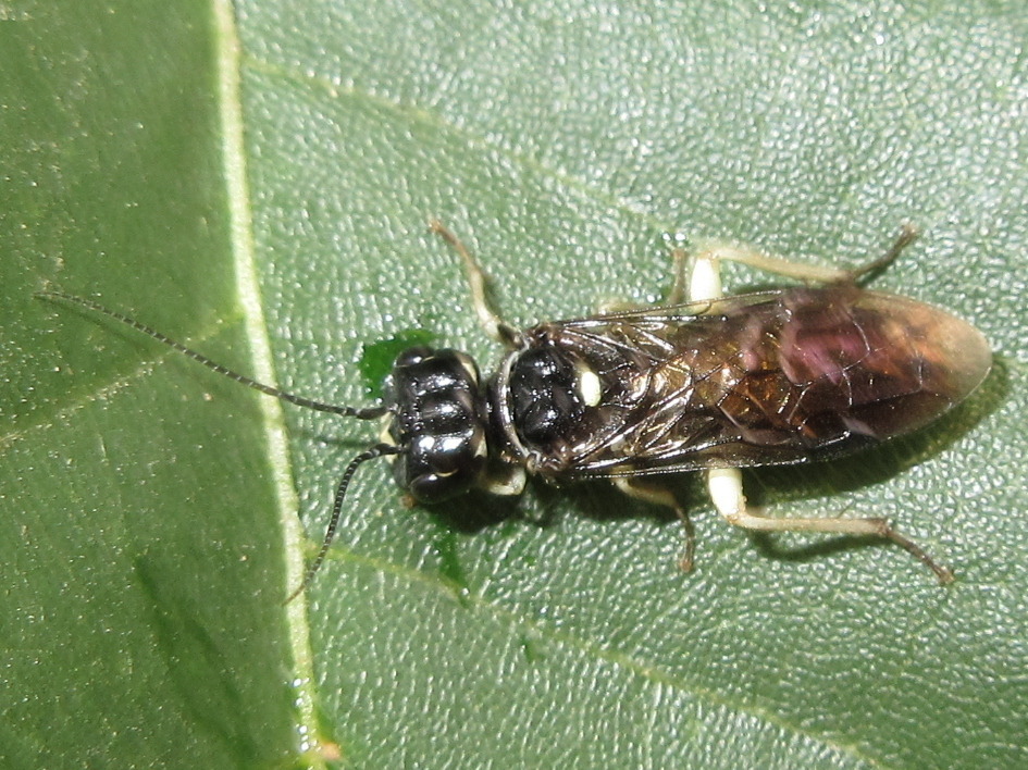 Onycholyda viriditibialis