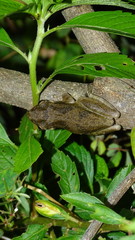 Scinax x-signatus