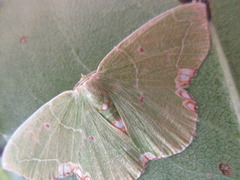 Comibaena tenuisaria