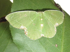 Comibaena tenuisaria