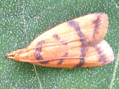 Periacma delegata