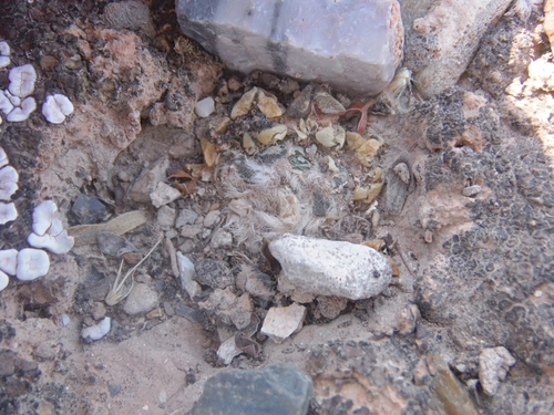 Ariocarpus kotschoubeyanus