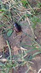 Diloboderus abderus