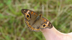 Junonia genoveva
