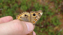 Junonia divaricata