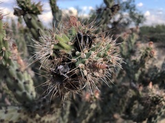 Pseudoschinia elautalis