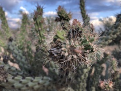 Pseudoschinia elautalis