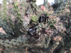 Pseudoschinia elautalis