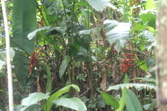 Heliconia stricta
