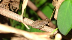 Scinax x-signatus