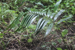 Zamia prasina