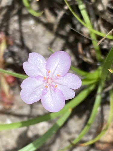 Drosera petiolaris (Drosera petiolaris)