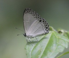 Lycaenopsis haraldus