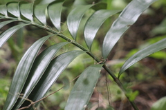 Zamia prasina