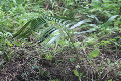 Zamia prasina