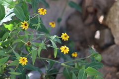 Zinnia maritima