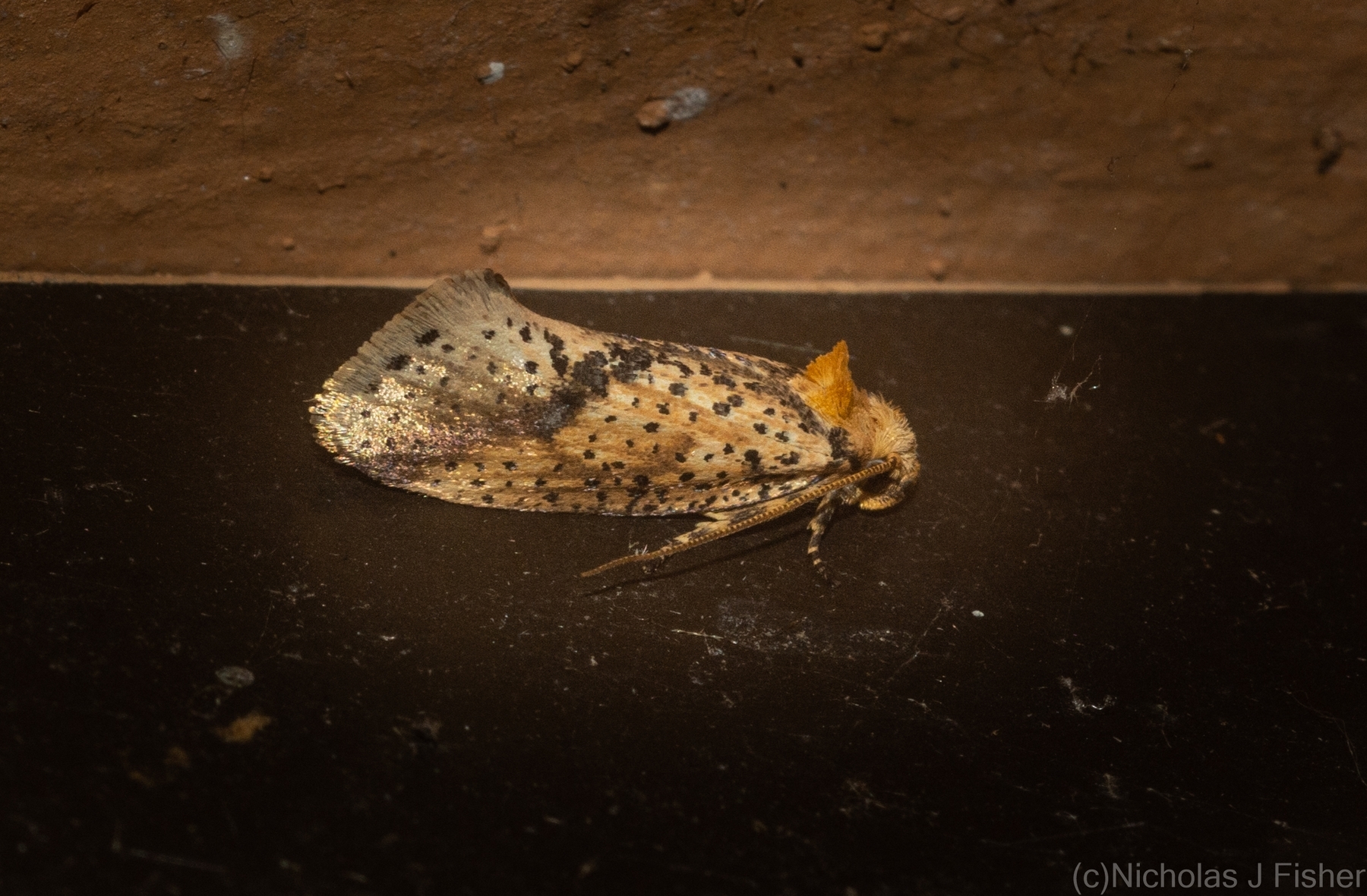 Palaephatidae