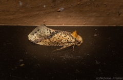 Azaleodes micronipha