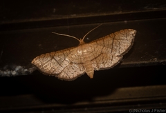 Hypolamprus ypsilon