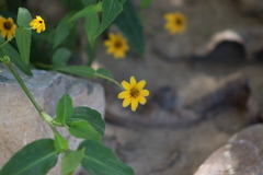 Zinnia maritima