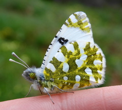 Euchloe ausonia