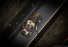 Basitropis relicta